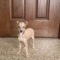Tucker, a male Italian Greyhound for sale in Nappanee, IN – Photo 5 of 10