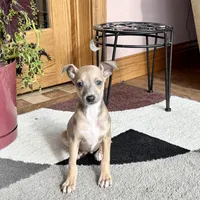 Tucker, a male Italian Greyhound for sale in Nappanee, IN – Photo 9 of 10