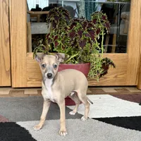 Tucker, a male Italian Greyhound for sale in Nappanee, IN – Photo 7 of 10