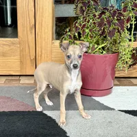 Tucker, a male Italian Greyhound for sale in Nappanee, IN – Photo 1 of 10