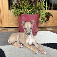 Tucker, a male Italian Greyhound for sale in Nappanee, IN – Photo 8 of 10
