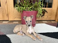 processed/9df88af3-7188-405a-9bb9-986e1332cdaa/listing/92c51d8d-8a6e-4ef9-b115-763718e39673/e833c270-25be-4dcc-b7db-e8d3d066d78a