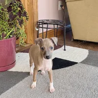 Tucker, a male Italian Greyhound for sale in Nappanee, IN – Photo 10 of 10