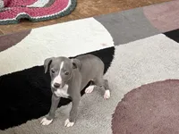 Georgie, a female Italian Greyhound for sale in Nappanee, IN – 9 of 10