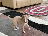 Leora, a female Italian Greyhound for sale in Nappanee, IN – 6 of 10