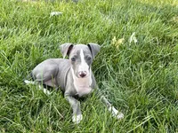 Shane, a male Italian Greyhound for sale in Nappanee, IN – 8 of 10