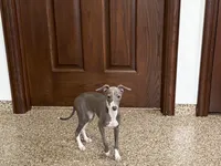 Janie , a female Italian Greyhound for sale in Nappanee, IN – 5 of 8