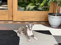 Georgia, a female Italian Greyhound for sale in Nappanee, IN – 7 of 9
