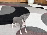 Gabby , a female Italian Greyhound for sale in Nappanee, IN – 5 of 7