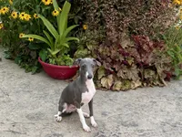 Dakin , a male Italian Greyhound for sale in Nappanee, IN – 2 of 7