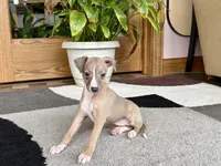 Leora, a female Italian Greyhound for sale in Nappanee, IN – 5 of 10