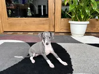Gabby , a female Italian Greyhound for sale in Nappanee, IN – 4 of 7