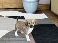 Sally , a female Havanese and Italian Greyhound for sale in Nappanee, IN – 5 of 8
