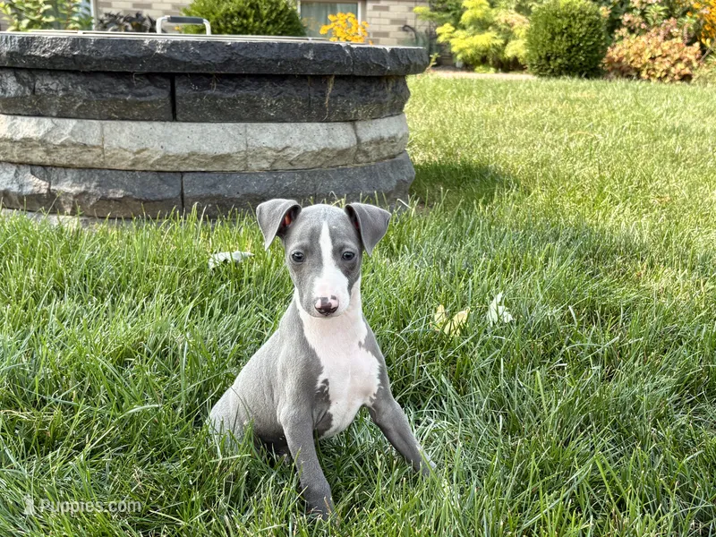 Shane – Italian Greyhound puppy for sale in Nappanee, IN