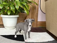 Georgie, a female Italian Greyhound for sale in Nappanee, IN – 5 of 10