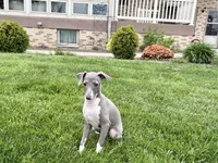 Candy, a female Italian Greyhound for sale in Nappanee, IN – Photo 4 of 10