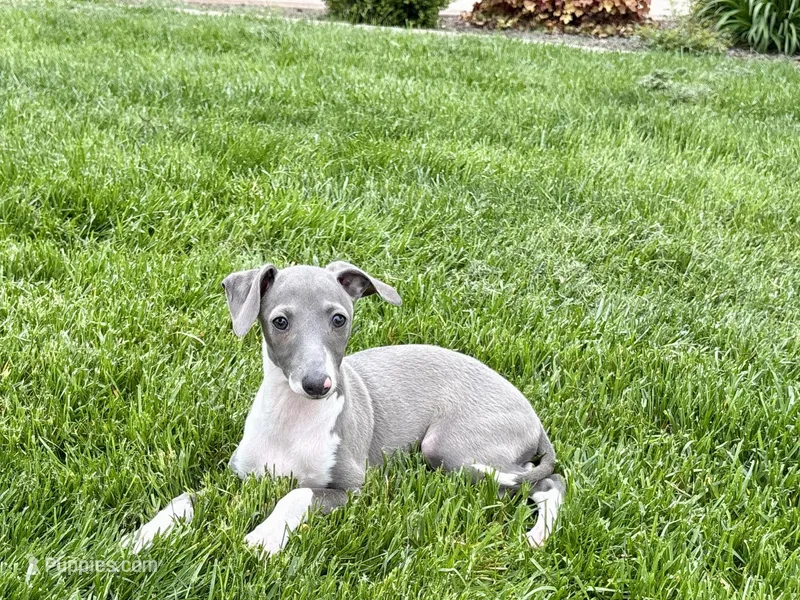 Candy – Italian Greyhound puppy for sale in Nappanee, IN