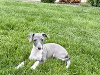 Candy, a female Italian Greyhound for sale in Nappanee, IN – Photo 5 of 10