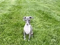 Candy, a female Italian Greyhound for sale in Nappanee, IN – Photo 3 of 10