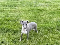 Candy, a female Italian Greyhound for sale in Nappanee, IN – Photo 7 of 10