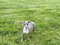 Candy, a female Italian Greyhound for sale in Nappanee, IN – Photo 10 of 10