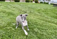 Candy, a female Italian Greyhound for sale in Nappanee, IN – Photo 9 of 10