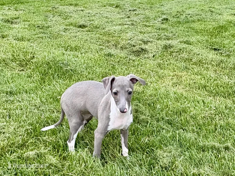 Candy – Italian Greyhound puppy for sale in Nappanee, IN