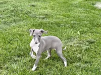 Candy, a female Italian Greyhound for sale in Nappanee, IN – Photo 6 of 10