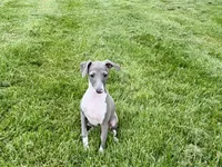 Candy, a female Italian Greyhound for sale in Nappanee, IN – Photo 8 of 10