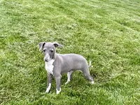 Candy, a female Italian Greyhound for sale in Nappanee, IN – Photo 2 of 10