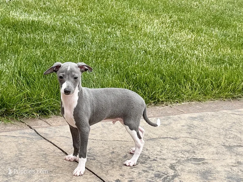 Shadow  – Italian Greyhound puppy for sale in Nappanee, IN
