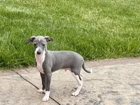 Shadow , a male Italian Greyhound for sale in Nappanee, IN – 1 of 5