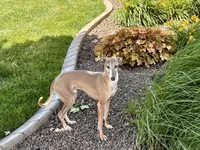 Derek, a male Italian Greyhound for sale in Nappanee, IN – 2 of 5