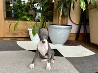 Sonya, a female Italian Greyhound for sale in Nappanee, IN – 6 of 7