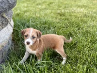 Cade , a male Havanese and Italian Greyhound for sale in Nappanee, IN – 10 of 10