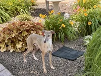 Derek, a male Italian Greyhound for sale in Nappanee, IN – 4 of 5