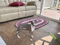 Georgia, a female Italian Greyhound for sale in Nappanee, IN – 9 of 9