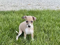 Sally, a female Italian Greyhound for sale in Nappanee, IN – 7 of 7