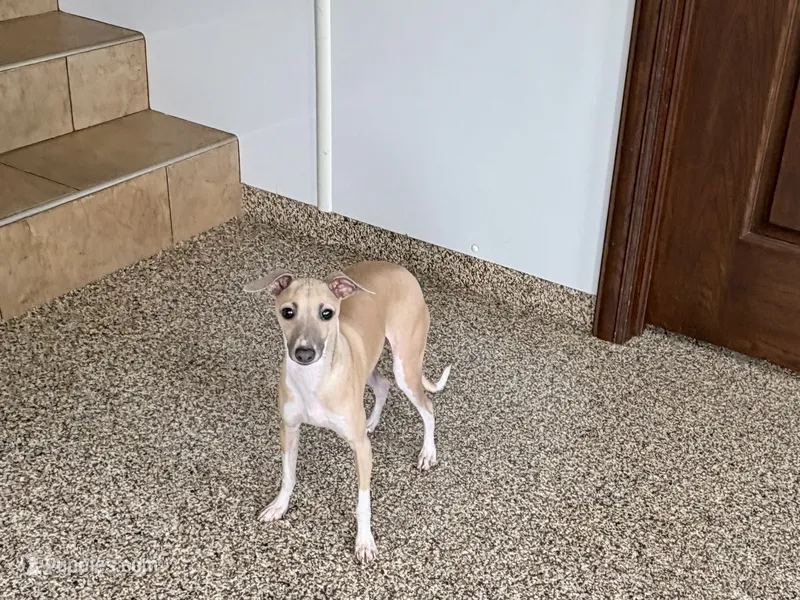 Rocky – Italian Greyhound puppy for sale in Nappanee, IN