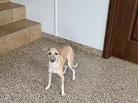 Rocky, a male Italian Greyhound for sale in Nappanee, IN – 1 of 7