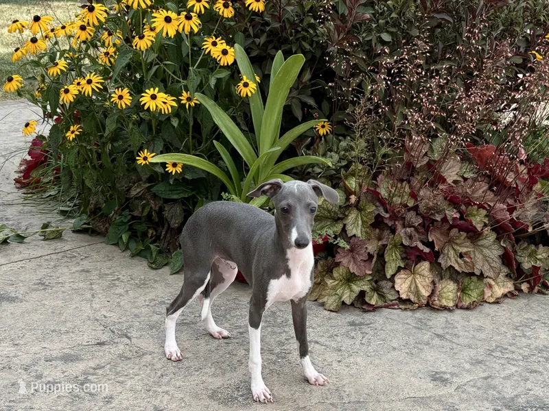 Dakin  – Italian Greyhound puppy for sale in Nappanee, IN