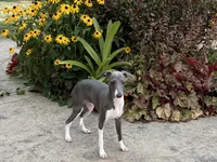 Dakin , a male Italian Greyhound for sale in Nappanee, IN – 1 of 7