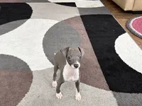 Sonya, a female Italian Greyhound for sale in Nappanee, IN – 3 of 7