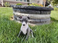 Donna , a female Italian Greyhound for sale in Nappanee, IN – 9 of 9