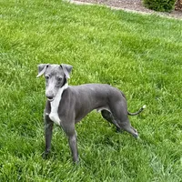 Manny, a male Italian Greyhound for sale in Nappanee, IN – Photo 7 of 8