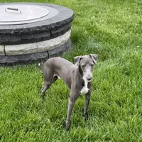 Manny, a male Italian Greyhound for sale in Nappanee, IN – Photo 2 of 8