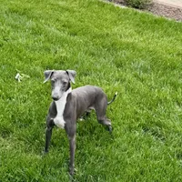 Manny, a male Italian Greyhound for sale in Nappanee, IN – Photo 5 of 8