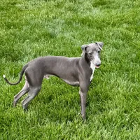 Manny, a male Italian Greyhound for sale in Nappanee, IN – Photo 8 of 8