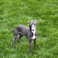 Manny, a male Italian Greyhound for sale in Nappanee, IN – Photo 4 of 8