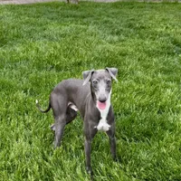 Manny, a male Italian Greyhound for sale in Nappanee, IN – Photo 3 of 8